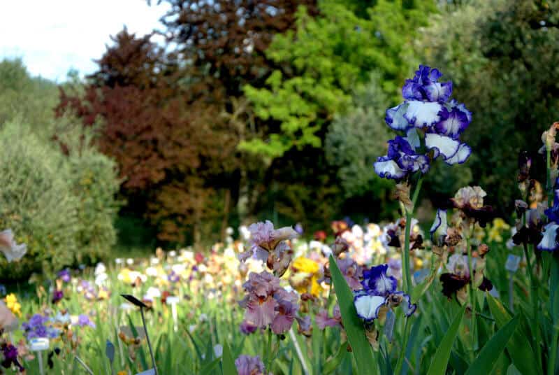 The Iris Garden in Florence