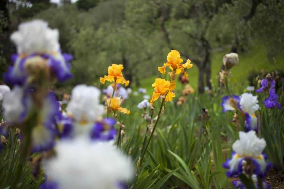 The Iris Garden in Florence