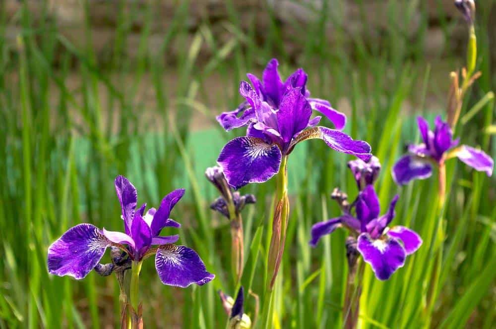 The Rose & Iris Gardens: Florence’s Panoramic Flower Gardens